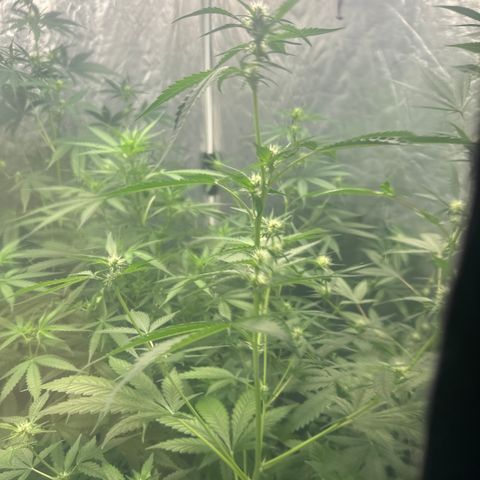 Tangie XXL 3 growlog timeline photo