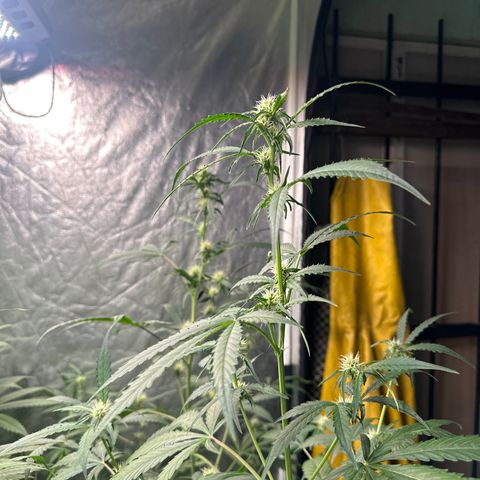 Tangie XXL 3 growlog timeline photo