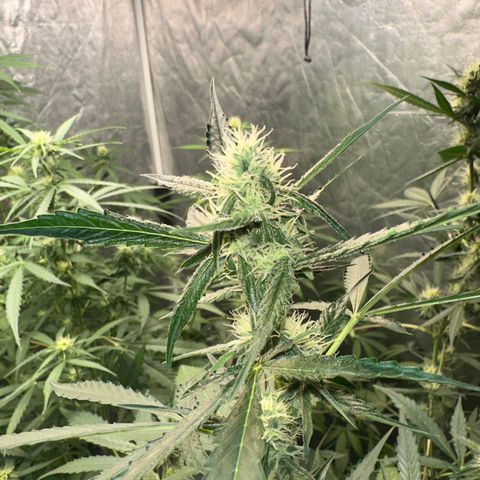 Tangie XXL 3 growlog timeline photo