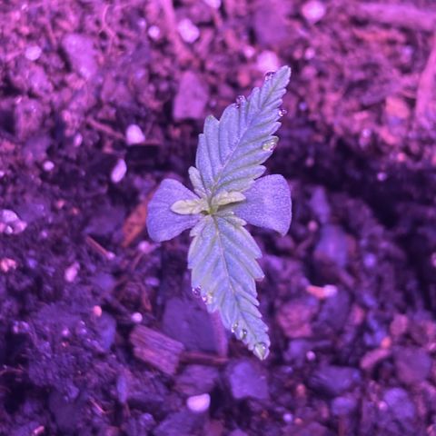 Alaskan Purple (Healthy) growlog timeline photo