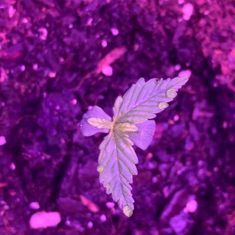 Alaskan Purple (Healthy) growlog timeline photo
