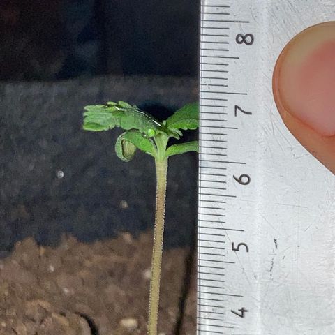 Alaskan Purple (Healthy) growlog timeline photo