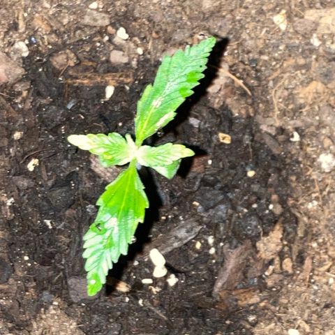 Alaskan Purple (Healthy) growlog timeline photo