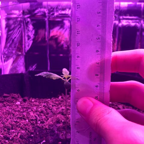Alaskan Purple (Healthy) growlog timeline photo