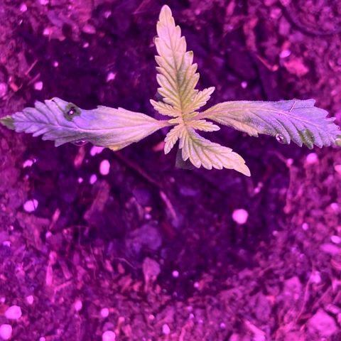 Alaskan Purple (Healthy) growlog timeline photo