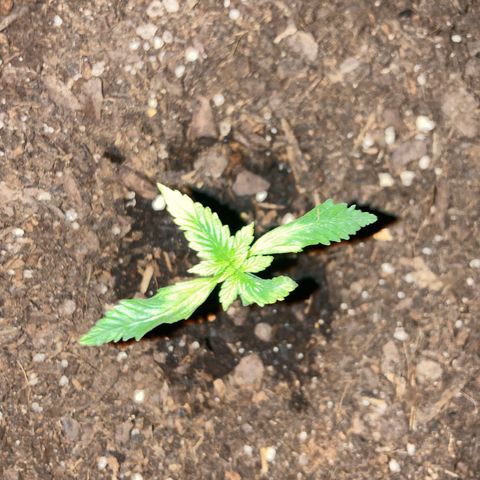 Alaskan Purple (Healthy) growlog timeline photo