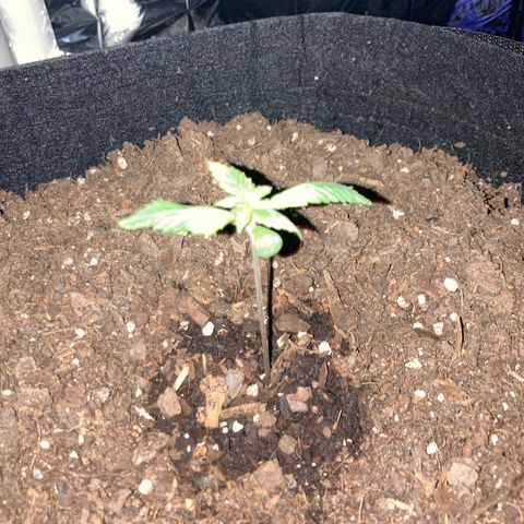 Alaskan Purple (Healthy) growlog timeline photo