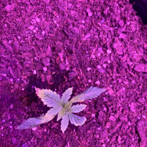 Alaskan Purple (Healthy) growlog timeline photo