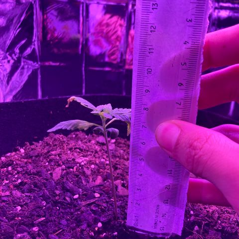 Alaskan Purple (Healthy) growlog timeline photo