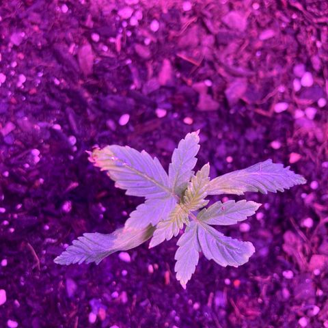 Alaskan Purple (Healthy) growlog timeline photo