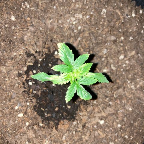 Alaskan Purple (Healthy) growlog timeline photo