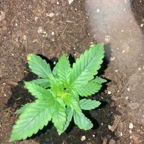 Alaskan Purple (Healthy) growlog timeline photo