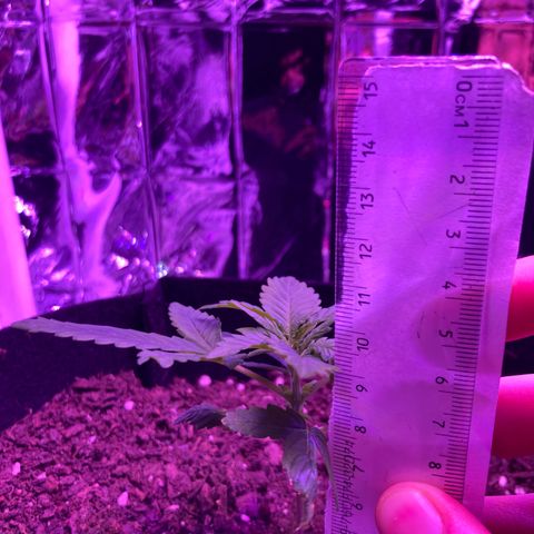 Alaskan Purple (Healthy) growlog timeline photo