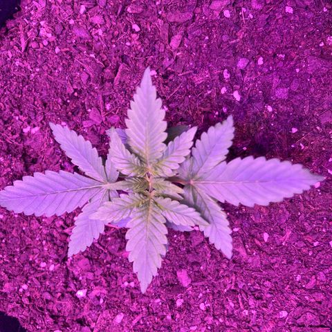 Alaskan Purple (Healthy) growlog timeline photo