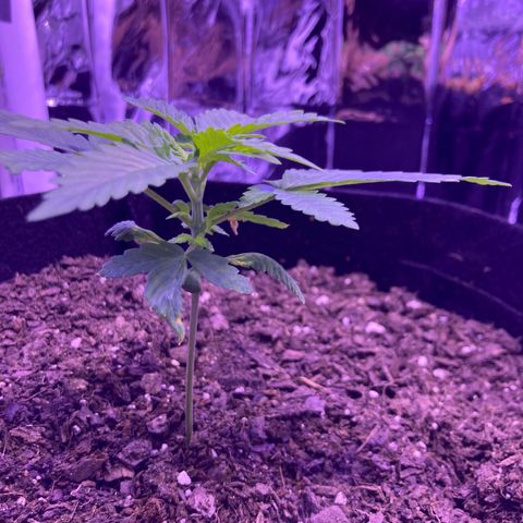 Alaskan Purple (Healthy) growlog timeline photo