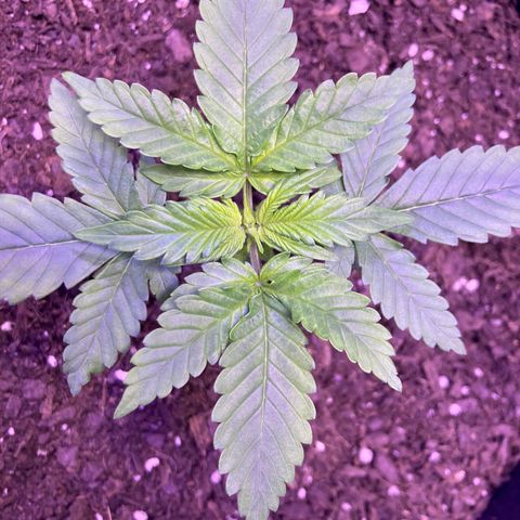 Alaskan Purple (Healthy) growlog timeline photo