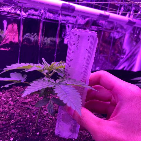 Alaskan Purple (Healthy) growlog timeline photo