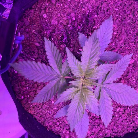 Alaskan Purple (Healthy) growlog timeline photo