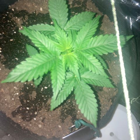 Alaskan Purple (Healthy) growlog timeline photo