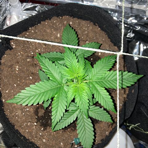 Alaskan Purple (Healthy) growlog timeline photo