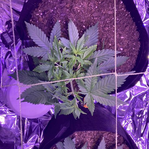 Alaskan Purple (Healthy) growlog timeline photo