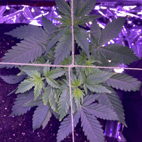Alaskan Purple (Healthy) growlog photo: watered 1/2 gal w about 1/2 tbsp black strap molasses