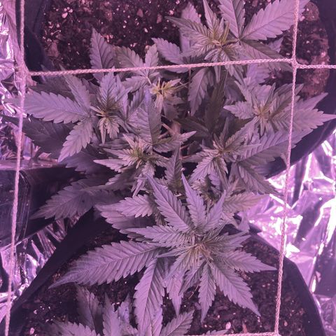 Alaskan Purple (Healthy) growlog photo: water1/2 gal