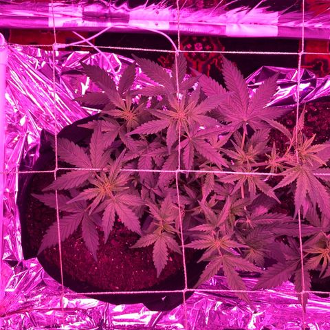 Alaskan Purple (Healthy) growlog photo: watered 1/2 gal wednesday 10/13