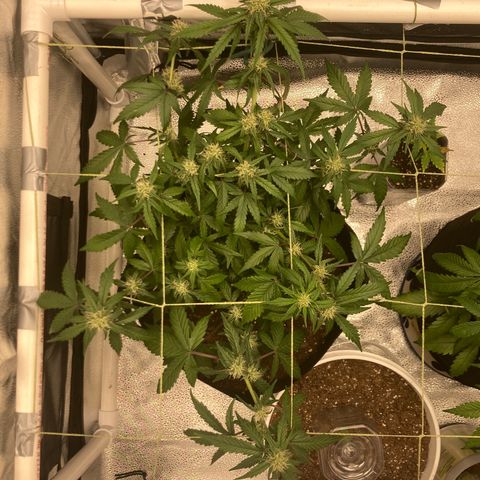 Alaskan Purple (Healthy) growlog timeline photo