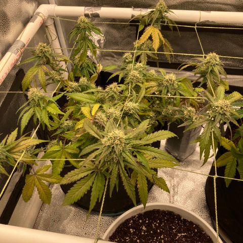 Alaskan Purple (Healthy) growlog timeline photo