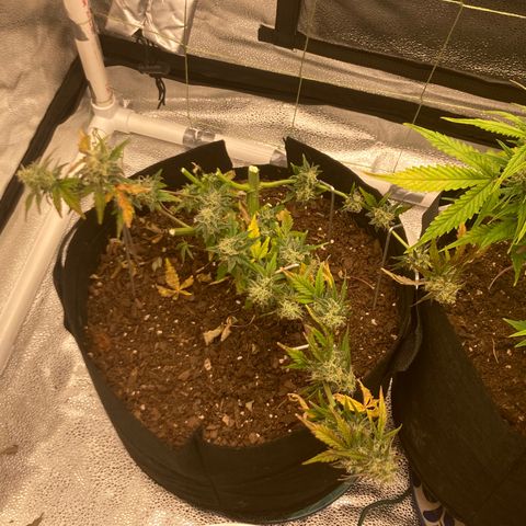 Alaskan Purple (Healthy) growlog timeline photo