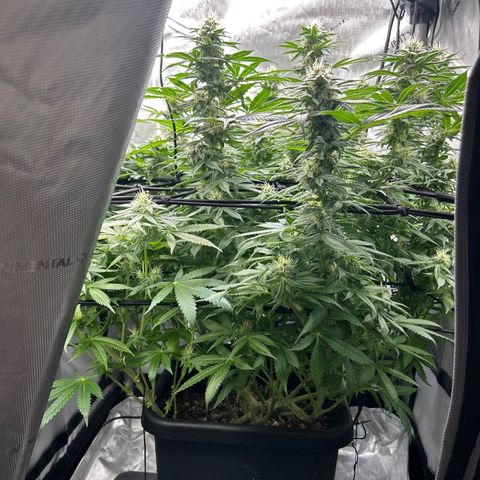 Kona Kush  growlog timeline photo