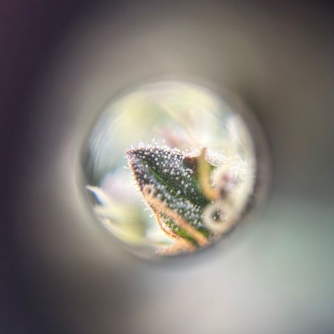 Kona Kush  growlog timeline photo