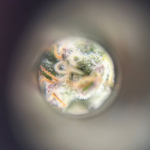 Kona Kush  growlog timeline photo
