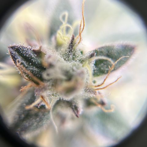 Kona Kush  growlog timeline photo