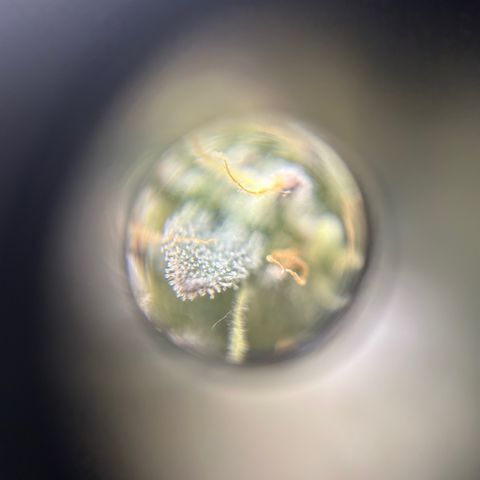 Kona Kush  growlog timeline photo