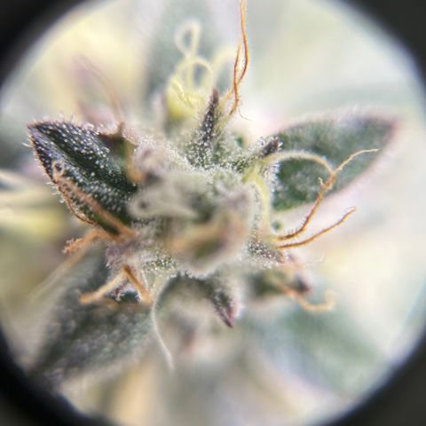 Kona Kush  growlog timeline photo