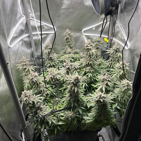 Kona Kush  growlog photo: Harvest day. Talles cola is 2ft. 