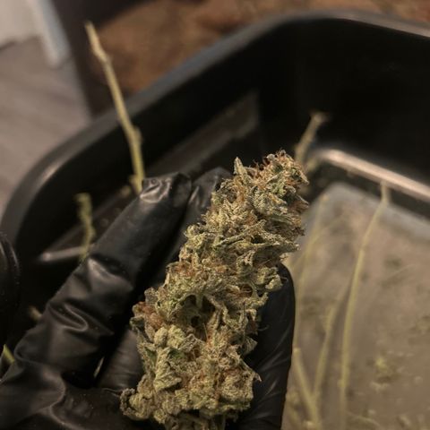 Kona Kush  growlog photo: Trim off the branch day 