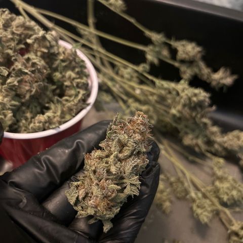 Kona Kush  growlog photo: Trim off the branch day 