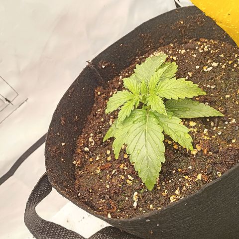 Sticky Orange - Kanae Kocho growlog photo: Piece of thrash thinks he is growing