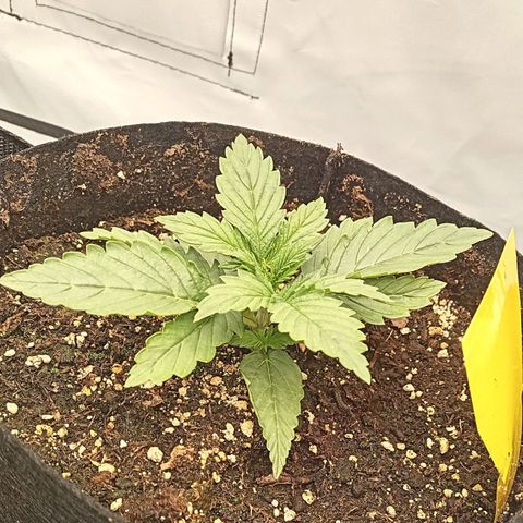 Sticky Orange - Kanae Kocho growlog photo: the fertilizer is doing the devils work, forcing the pinhed to grow. Visible by the leafes not hanging anymore