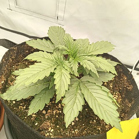 Sticky Orange - Kanae Kocho growlog photo: This shitball is growing and has a sweet-citrus-lemon stench