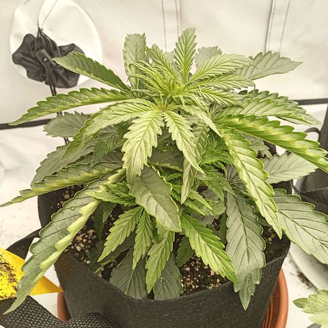 Sticky Orange - Kanae Kocho growlog photo: motherfucker, bigger then my pantsnake