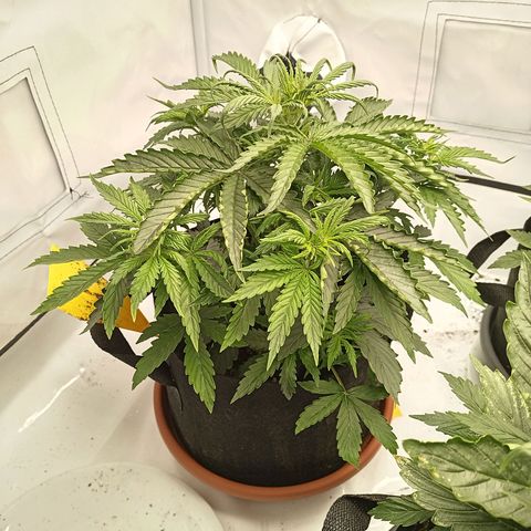 Sticky Orange - Kanae Kocho growlog photo: Richard loves his nutriens, but for his companions it is a little bit much, visible by the small "nutrient burns" in the bottom right. 

hourly visual inspections made clear, it was small so flushing the soil is not needed.

Richards is rather short so i changed the light distance to ~20cm, keep an eye on temps, should be ≥20 C with light.

strong smell
