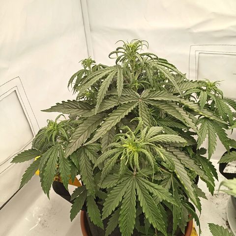Sticky Orange - Kanae Kocho growlog photo: first flower are good visible

tomorrow they need some water