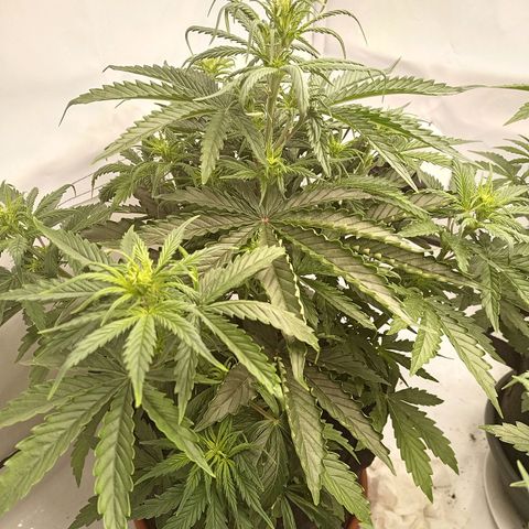 Sticky Orange - Kanae Kocho growlog photo: richard reached a lot of height