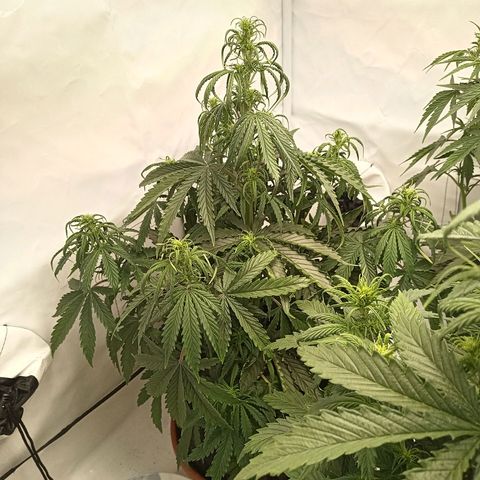 Sticky Orange - Kanae Kocho growlog photo: sad look, because of nutrient lack. Wattering in the morning