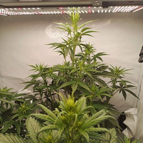 Sticky Orange - Kanae Kocho growlog timeline photo