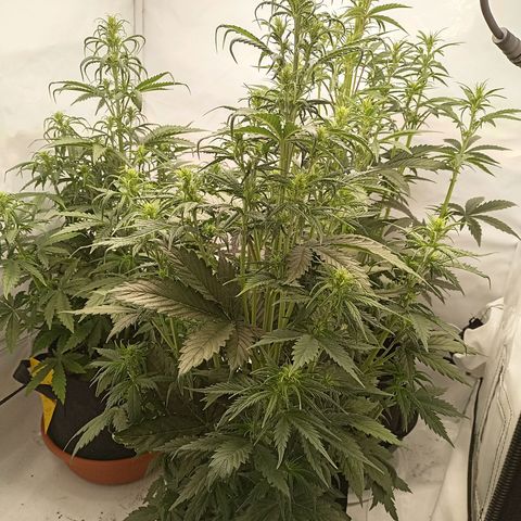 Sticky Orange - Kanae Kocho growlog photo: I changed the positions, i have a feeling the airflow benefits one corner